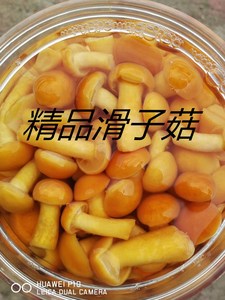 3000g*1桶新鲜滑子菇   桶装食用菌 清水蘑菇 野山珍口蘑