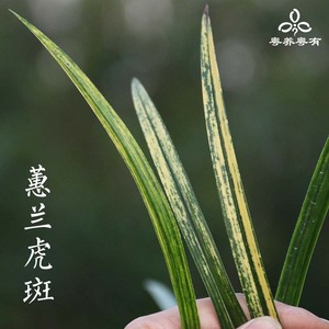 蕙兰惠兰虎斑叶艺九节兰浓香型兰花缟艺兰草艺草