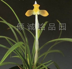 花期带花苞兰花苗 春兰 灿宝 200/苗