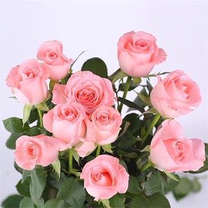 静静的花园【戴安娜】月季玫瑰苗切花四季粉色多头淡香庭院阳台