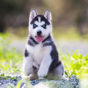 纯种家养哈士奇幼犬雪橇犬蓝眼二哈小狗活物中型犬犬网红宠物狗狗