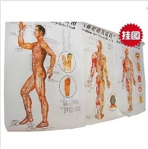 包邮彩色人体经络穴位挂图针灸穴位大挂图正面侧面背面三张一套 阿里巴巴找货神器 包邮彩色人体经络穴位挂图针灸穴位大挂图正面侧面背面三张一套 阿里巴巴找货神器