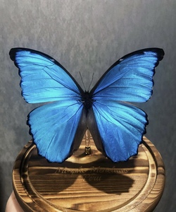 真蝴蝶标本摆件已展翅蜻蜓昆虫标本真虫学生创意生日礼物透明盒装