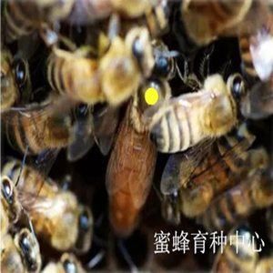金蜜2号意蜜蜂王种王产卵王意蜂蜂群出售笼蜂生产蜜型高产蜂王种