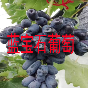 广西蓝宝石葡萄树苖葡萄苗南方种植当年结果爬藤果苗种子盆栽大树