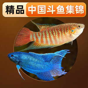 中国斗鱼活鱼冷水鱼淡水观赏鱼小型鱼耐活巨普黄金国斗鱼苗宠物鱼