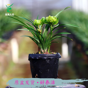 翁源兰花苗春兰奇花九仙牡丹浓香花卉花期带花苞植物室内绿植盆栽