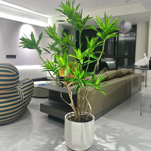 百合竹盆栽造型大老桩室内吸甲醛客厅净化空气金边轻奢好养活绿植