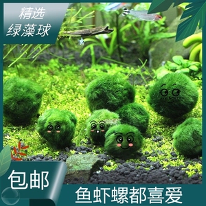 水藻球绿藻球小鱼缸水族箱造景装饰真水草种子植物活体前景草懒人