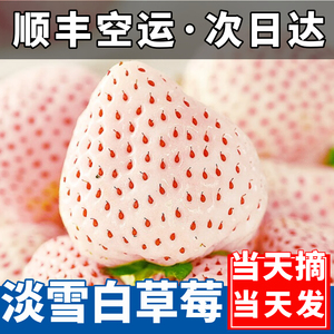 【顺丰空运】淡雪白草莓2斤新鲜奶油白色草莓当季水果丹东红颜99