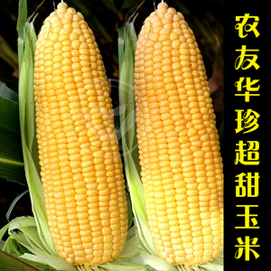 华珍水果玉米种子籽 台湾农友原装进口華珍非轉基因超甜玉米種子