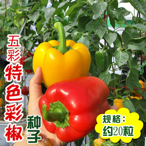 蔬菜种子 紫色甜椒种子 彩包辣椒种子食用彩椒 阳台盆栽 五彩辣椒