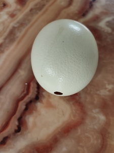 精品鸵鸟蛋壳  绘画与雕刻原材料