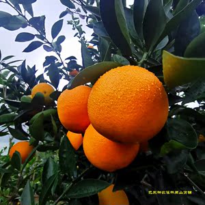 湖北恩施巴东特产当季新鲜水果纽荷尔脐橙子味甜大果现摘9斤包邮
