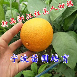 宁波象山红美人爱媛28柑橘树苗带果发货红美人果冻橙带土球结果苗