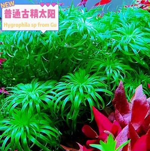 普太绿太阳古精谷精太阳水草活体植物中后景鱼缸装饰造景淡水包邮