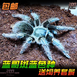 网红新蓝色种蓝哥斑哥斯达黎加斑马脚7厘米顽皮好养蜘蛛活体宠物