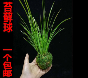 日本苔玉苔藓球盆景菖蒲山野草盆栽苔藓盆栽禅意盆景绿植石斛苔藓 阿里巴巴找货神器