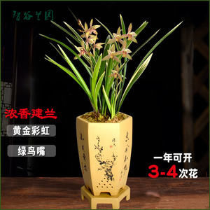 浓香兰花建兰四季兰开花神器金边黄金彩虹带花苞  金荷小桃红花卉