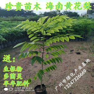 名花苗木正宗海l南黄花梨树苖黄贵梨苗降香黄檀红木花黄梨