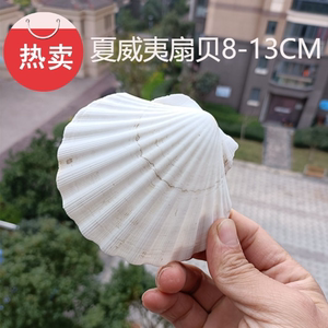 热卖天然海螺大号贝壳手绘DIY夏威夷扇贝画烧烤扇贴墙鱼缸礼品