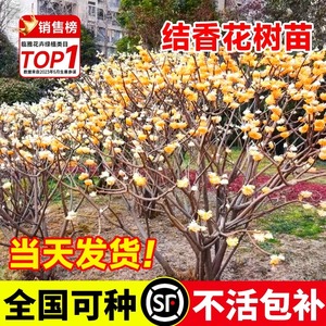 结香花树苗盆栽庭院风景别墅园林绿化耐寒植物四季梦花大苗木花卉