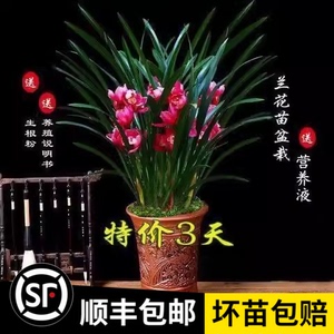 兰花苗盆栽浓香型四季青植物 墨兰 大花惠兰 建兰室内绿植花卉