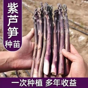 紫芦笋苗 紫芦笋根 紫芦笋苗根 优质芦笋品种 现挖发货根系发达