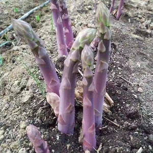 芦笋根苗芦笋种籽芦笋根新鲜种植蔬菜四季现挖盆栽大田