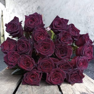 轩花物语 黑巴克 月季玫瑰 暗红色大花灌木/切花月季