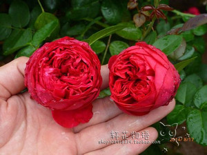欧月经典藤本 红色龙沙宝石 红龙 粉龙 印象派 奥斯汀玫瑰 庭院