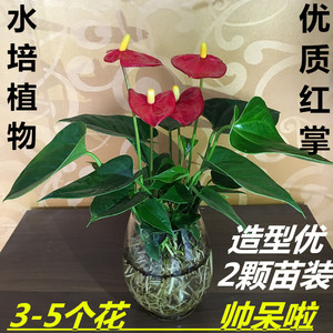客厅办公室内绿植水培土培盆栽植物 红掌苗带花发货 粉掌带花发货