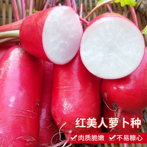 红美人萝卜种子白心红皮萝卜种籽四季播阳台盆栽蔬菜种孑