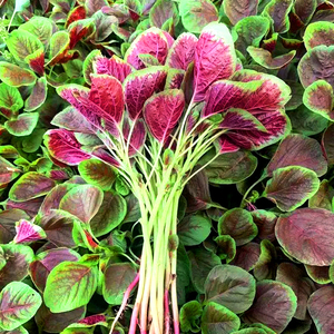 红苋菜种子圆叶速生蔬菜种子阳台盆栽菜地均可种超耐热肉厚味嫩滑