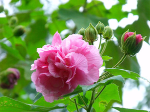 新采木芙蓉种子 芙蓉花 拒霜花 地芙蓉 春播秋播多年生花卉种子