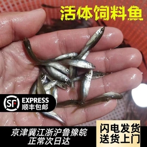 麦穗鱼鳑鲏鱼饲料鱼活体鱼苗淡水养殖小鱼龙鱼鳄龟饲料喂龟小鱼苗