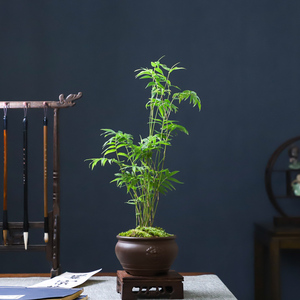 米竹凤尾竹盆栽观赏小竹子室内办公室桌面植物吸甲醛水培绿植米竹