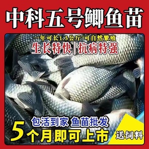 中科3号鲫鱼大白鲫鱼苗湘云鲫鱼工程鲫鱼四大家鱼青鱼草鱼苗包邮