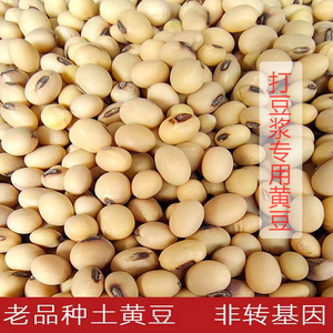 江西黄豆打豆浆专用非转基因新鲜大豆农家自种土黄笨小豆干货特产