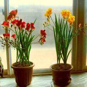 香雪兰种球大球室内阳台四季开花盆栽庭院植物姜花种根小苍兰种子