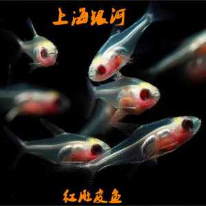 红肚玻璃鱼红肚皮鱼红肚灯鱼热带鱼小型鱼灯科活体观赏鱼群游草缸