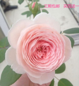 月季玫瑰蔷薇奥斯汀系列仁慈 温柔的赫敏灌木强香庭院盆栽 阿里巴巴找货神器