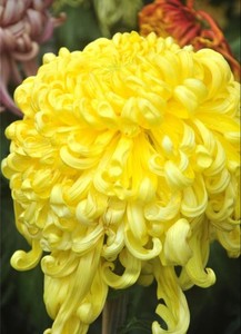 正版菊花苗，国华大宝，中早期品种，黄色，花径25公分，匙瓣儿