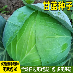 甘蓝种子卷心菜菜种籽包菜籽大头菜孢子阳台盆栽庭院四季蔬菜种子