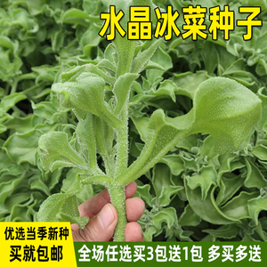 水晶冰菜种子冰草种籽阳台四季盆栽菜籽春秋冬季菜种籽蔬菜种子孑