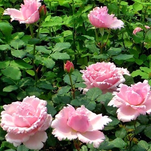 索菲罗莎月季花苗大花浓香直立性粉色玫瑰花盆栽花卉室内植物庭院