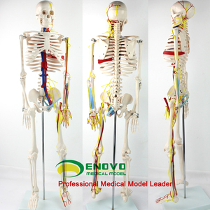 ENOVO颐诺医学85CM人体骨骼心脏血管神经模型 小针刀人体骨骼模型