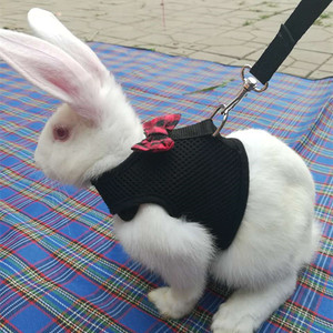 龙猫仓鼠金丝熊兔子小宠牵引绳溜兔绳兔绳子兔兔专用兔绳小宠专用