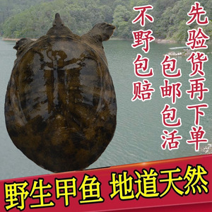 纯野外野生甲鱼1-3斤鲜活甲鱼老鳖王八中华鳖水鱼团鱼新鲜土鳖