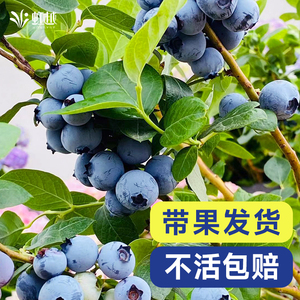 虹越蓝莓树果苗盆栽阳台南方种植北方耐寒追雪蓝葡萄天后挂果率高